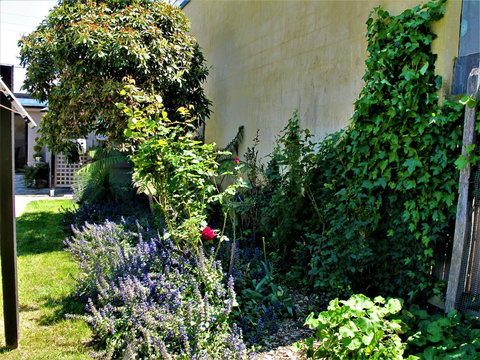 Apple Tree Cottage - Goulburn Accommodation 24