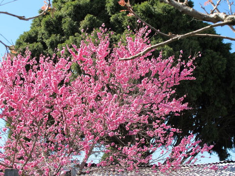 Apple Tree Cottage - Goulburn Accommodation 31