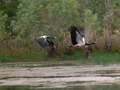 Mercure Kakadu Crocodile - Goulburn Accommodation 31
