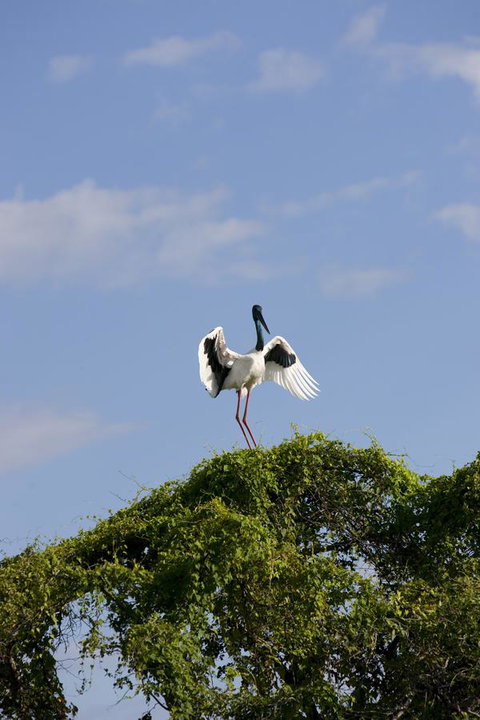 Mercure Kakadu Crocodile - Goulburn Accommodation 34