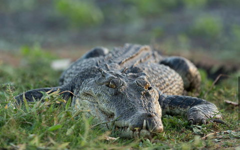 Wildman Wilderness Lodge - Goulburn Accommodation 24