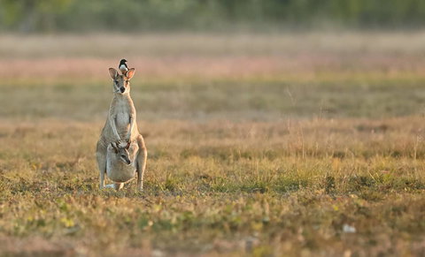 Wildman Wilderness Lodge - Goulburn Accommodation 25