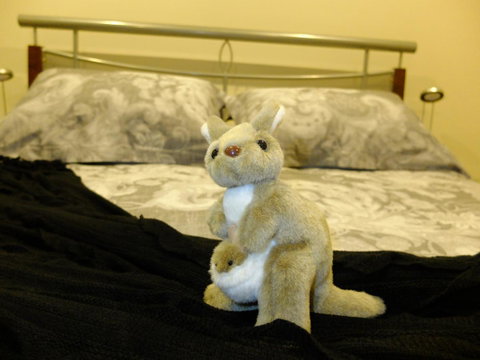 Rock Wallaby - Goulburn Accommodation 17
