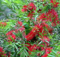 Bottlebrush B  B - Goulburn Accommodation