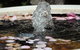Bowral Road Bed And Breakfast - thumb 2