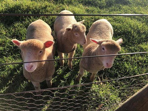 Cape View B And B - Goulburn Accommodation 3