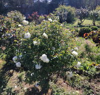 Carisbrook Country Retreat Motel - Goulburn Accommodation