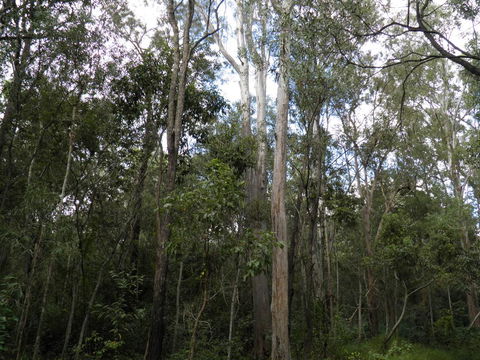 Coucals Cottage - Goulburn Accommodation 3