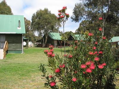 Derwent Bridge Chalets & Studios - Goulburn Accommodation 1