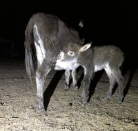 Donkey Tales Farm Cottages - Goulburn Accommodation