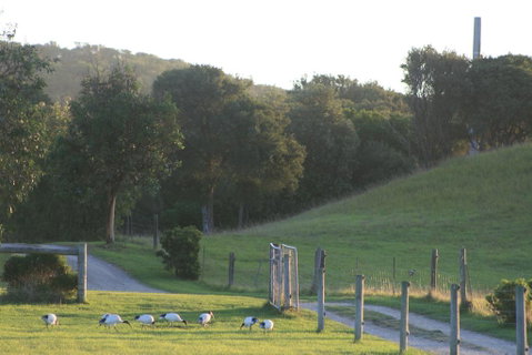 Driftwood Villas - Goulburn Accommodation 1