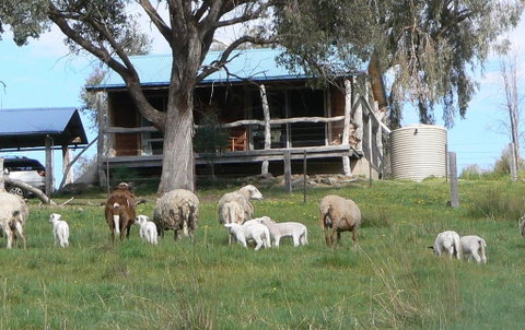 Gaddleen Grove Cottages - Goulburn Accommodation 0
