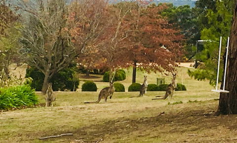 Highfield Cottage - Goulburn Accommodation 2