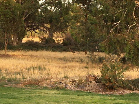 Murrord Wetlands - Goulburn Accommodation 3