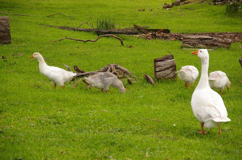 Naimanya Cottage - Goulburn Accommodation 3