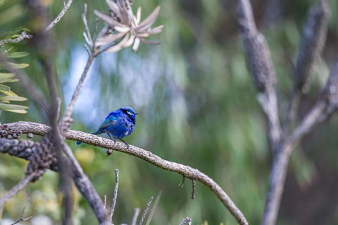 Surfside Ocean Beach Denmark Holiday Accommodation - Goulburn Accommodation 3
