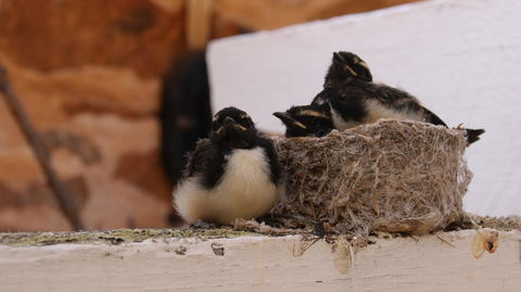 Daisy Cottage - Goulburn Accommodation 27