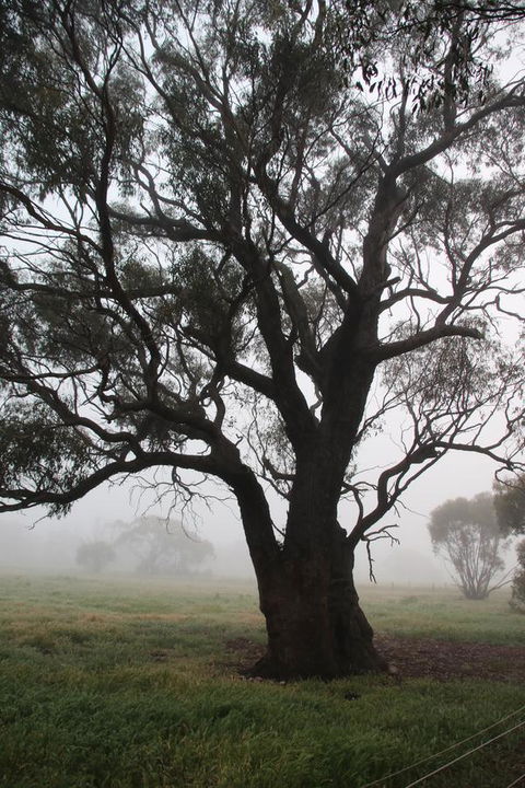 Daisy Cottage - Goulburn Accommodation 23