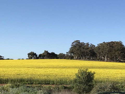 Daisy Cottage - Goulburn Accommodation 6