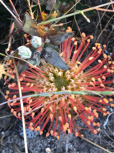 The Mains Guest House 2 Bedroom Farm Stay - Goulburn Accommodation 18