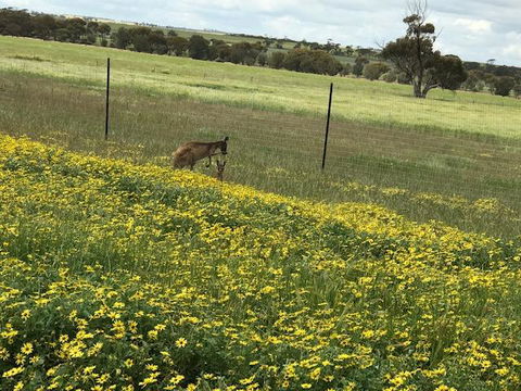 The Mains Guest House 2 Bedroom Farm Stay - Goulburn Accommodation 15