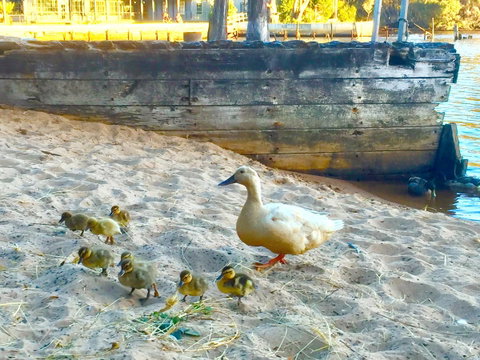 Wandering Geese Boutique Bed And Breakfast - Goulburn Accommodation 3