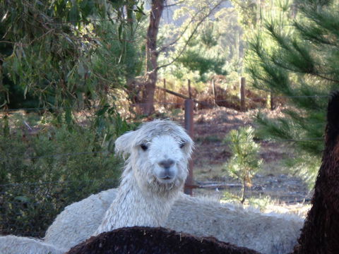 Post House Cottage - Goulburn Accommodation 21
