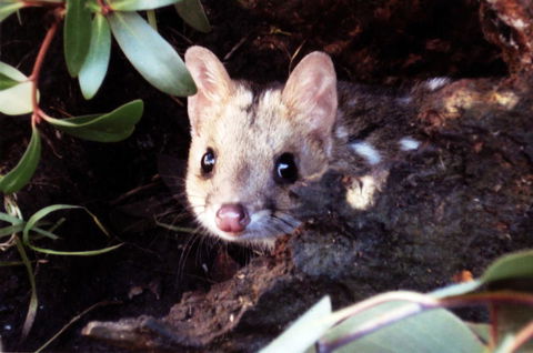 Cradle Mountain Love Shack - Goulburn Accommodation 16
