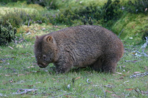 Cradle Mountain Love Shack - Goulburn Accommodation 27