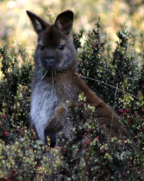 Cradle Mountain Love Shack - Goulburn Accommodation 21