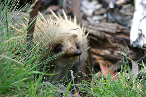 Cradle Mountain Love Shack - Goulburn Accommodation 23