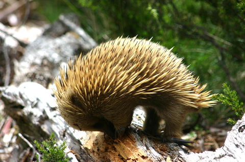 Cradle Mountain Love Shack - Goulburn Accommodation 22