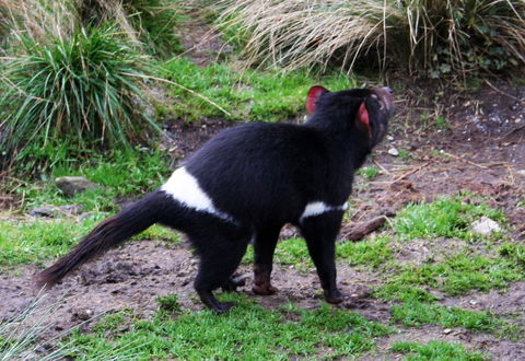 Cradle Mountain Love Shack - Goulburn Accommodation 18