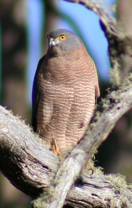 Cradle Mountain Love Shack - Goulburn Accommodation 13