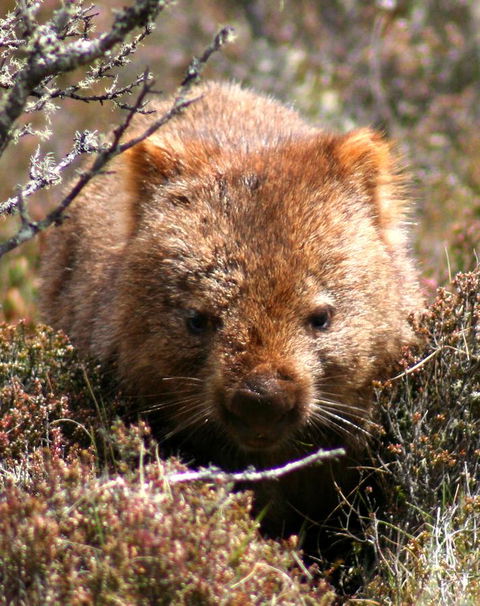 Cradle Mountain Love Shack - Goulburn Accommodation 24
