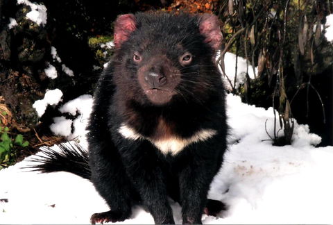 Cradle Mountain Love Shack - Goulburn Accommodation 17