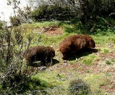 Cradle Mountain Love Shack - Goulburn Accommodation 26