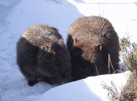Cradle Mountain Love Shack - Goulburn Accommodation 25