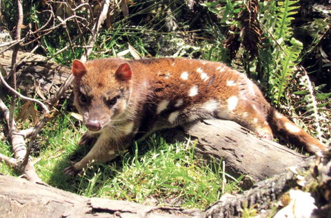 Cradle Mountain Love Shack - Goulburn Accommodation 15