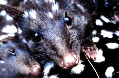 Cradle Mountain Love Shack - Goulburn Accommodation 20