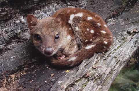 Cradle Mountain Love Shack - Goulburn Accommodation 19