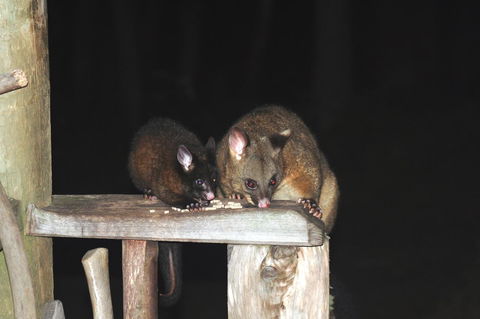 Cradle Mountain Love Shack - Goulburn Accommodation 14