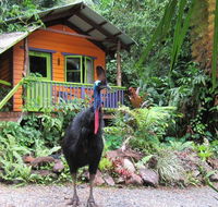 Rainforest Hideaway - Goulburn Accommodation