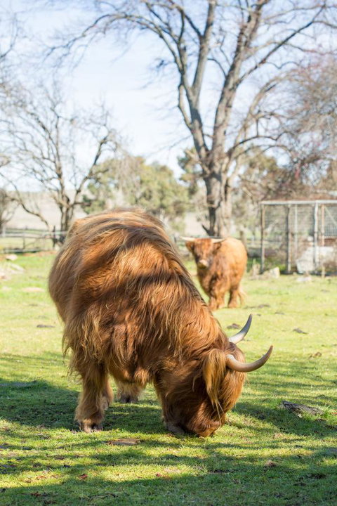 Ratho Farm - Goulburn Accommodation 4