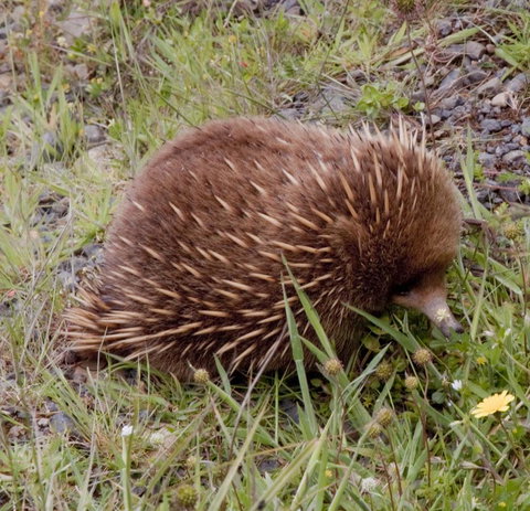 Highland Cabins And Cottages At Bronte Park - Goulburn Accommodation 18