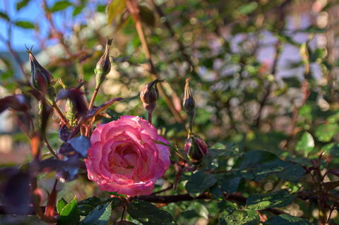 Maria Views Bed & Breakfast - Goulburn Accommodation 5
