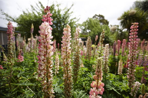 Blue Wren Riverside Cottage - Goulburn Accommodation 3