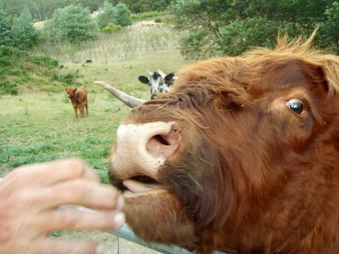 Eden Orchard & Farmstay - Goulburn Accommodation 25