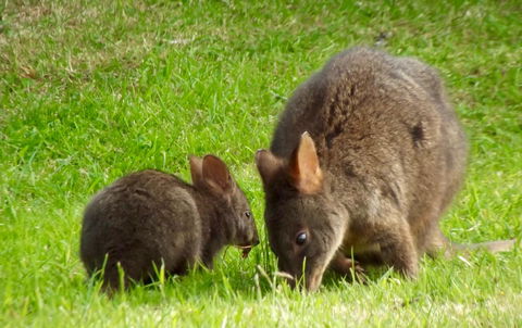 Eden Orchard & Farmstay - Goulburn Accommodation 31