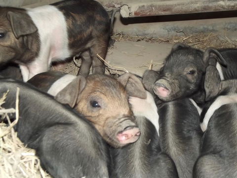 Eden Orchard & Farmstay - Goulburn Accommodation 36